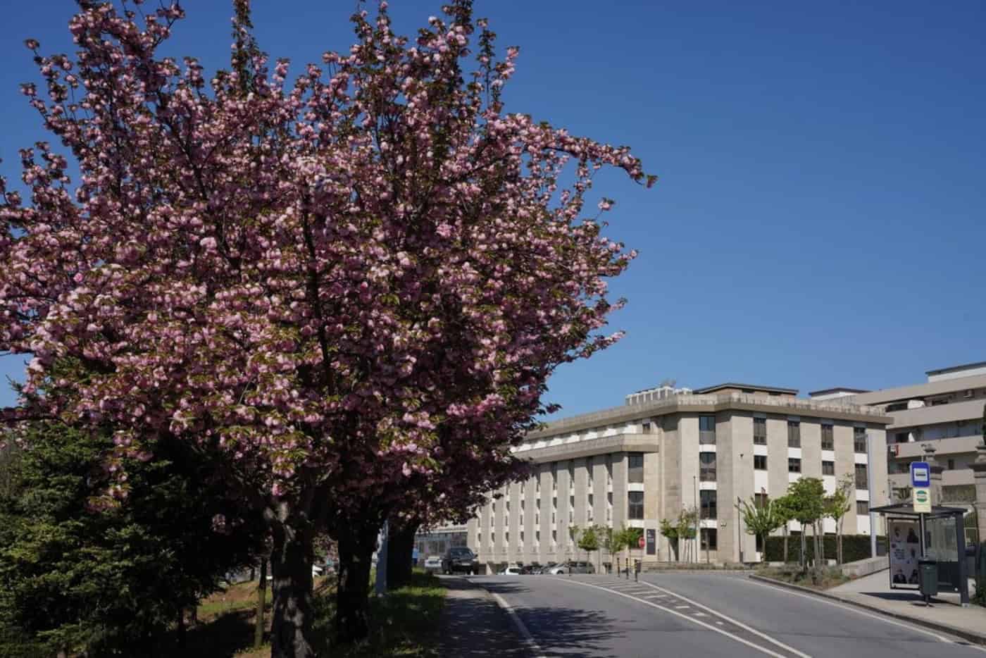 Deputados vimaranenses do PSD pedem ponto de situação sobre novo campus de Justiça