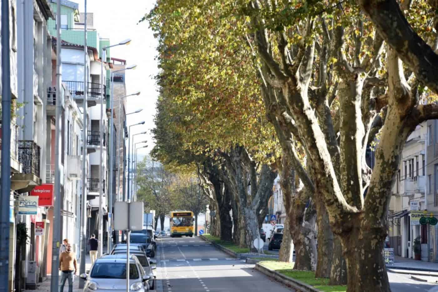 PAN questiona CMFamalicão sobre podas na Avenida 25 de abril