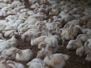 Gripe de aves leva a restrições sanitárias em Barcelos, Esposende e Viana do Castelo&nbsp;