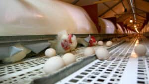 Gripe das aves não foi detetada em humanos que comeram carne e ovos&nbsp;