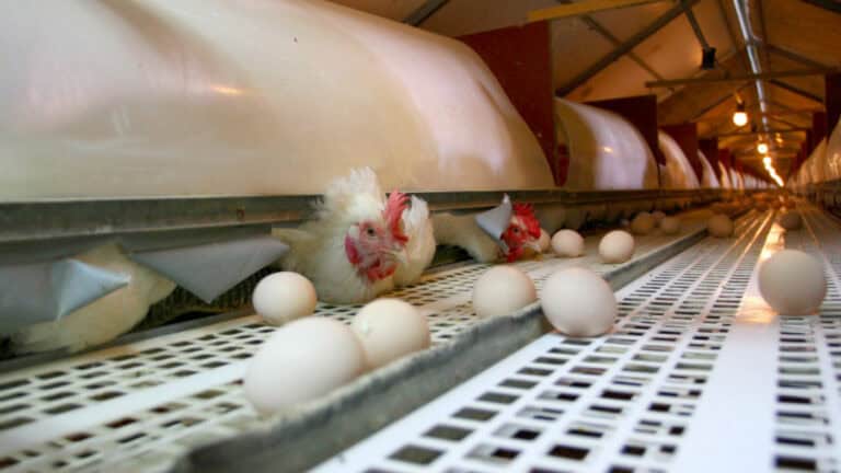 Gripe das aves não foi detetada em humanos que comeram carne e ovos&nbsp;