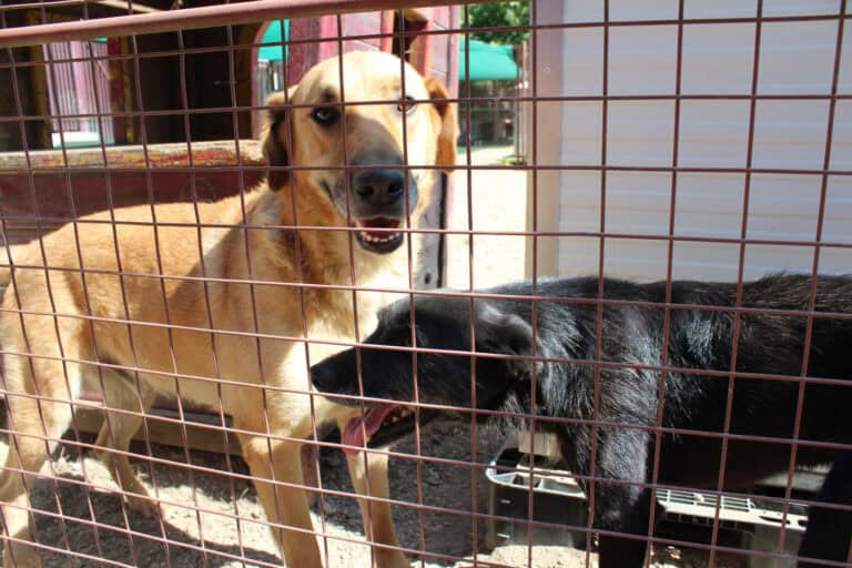 Na hora de abandonar a raça pouco interessa. 60 animais esperam nova oportunidade
