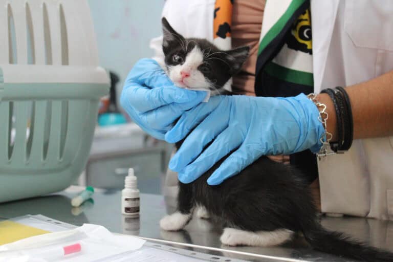 Há 160 animais à espera de uma nova família no CRO de Braga