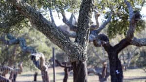 Governo autoriza abate de sobreiros para interface rodoferroviário e ponte sobre o Ave&nbsp;