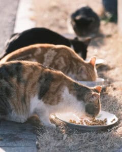 Arranca recolha de alimentos para animais em risco e associações afetadas pelos incêndios
