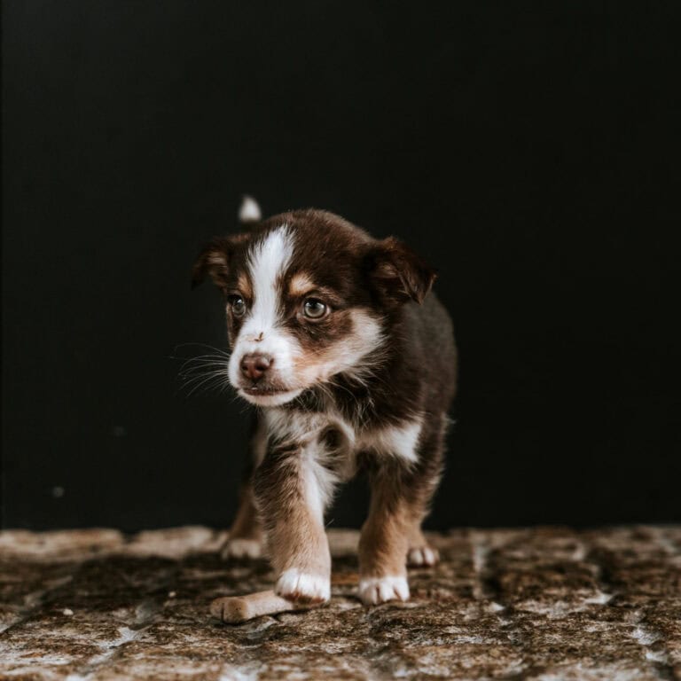CRO Braga: "Taxas de devolução de animais, maus-tratos e abandono são muito elevadas"