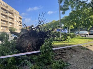 Presidentes de junta vão reunir com CMB para avaliar arvoredo urbano