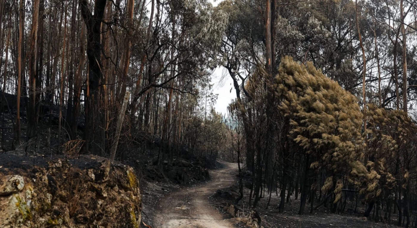 Vítimas de fogos de setembro podem candidatar-se a apoios à habitação até final do ano