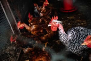 Mais de 16 mil animais apreendidos e exploração de ovos encerrada pela GNR&nbsp;