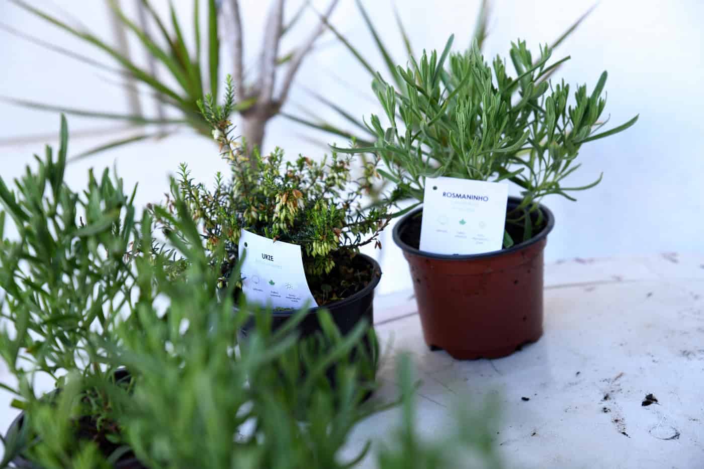 Famalicão lança campanha de adoção de árvores este domingo