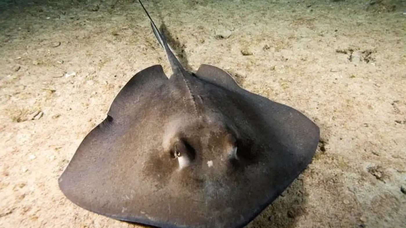 Portugal gasta 80% da quota de raia e pesca pode ser encerrada&nbsp;