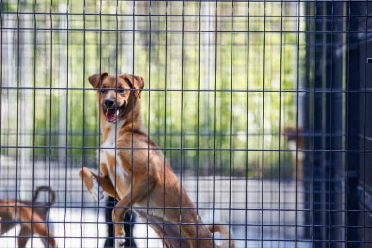 CRO de Braga suspende adoções durante época natalícia