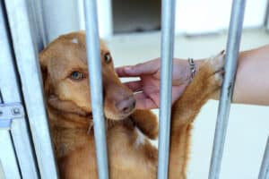 Centro de Recolha Animal de Famalicão suspende adoções na época natalícia