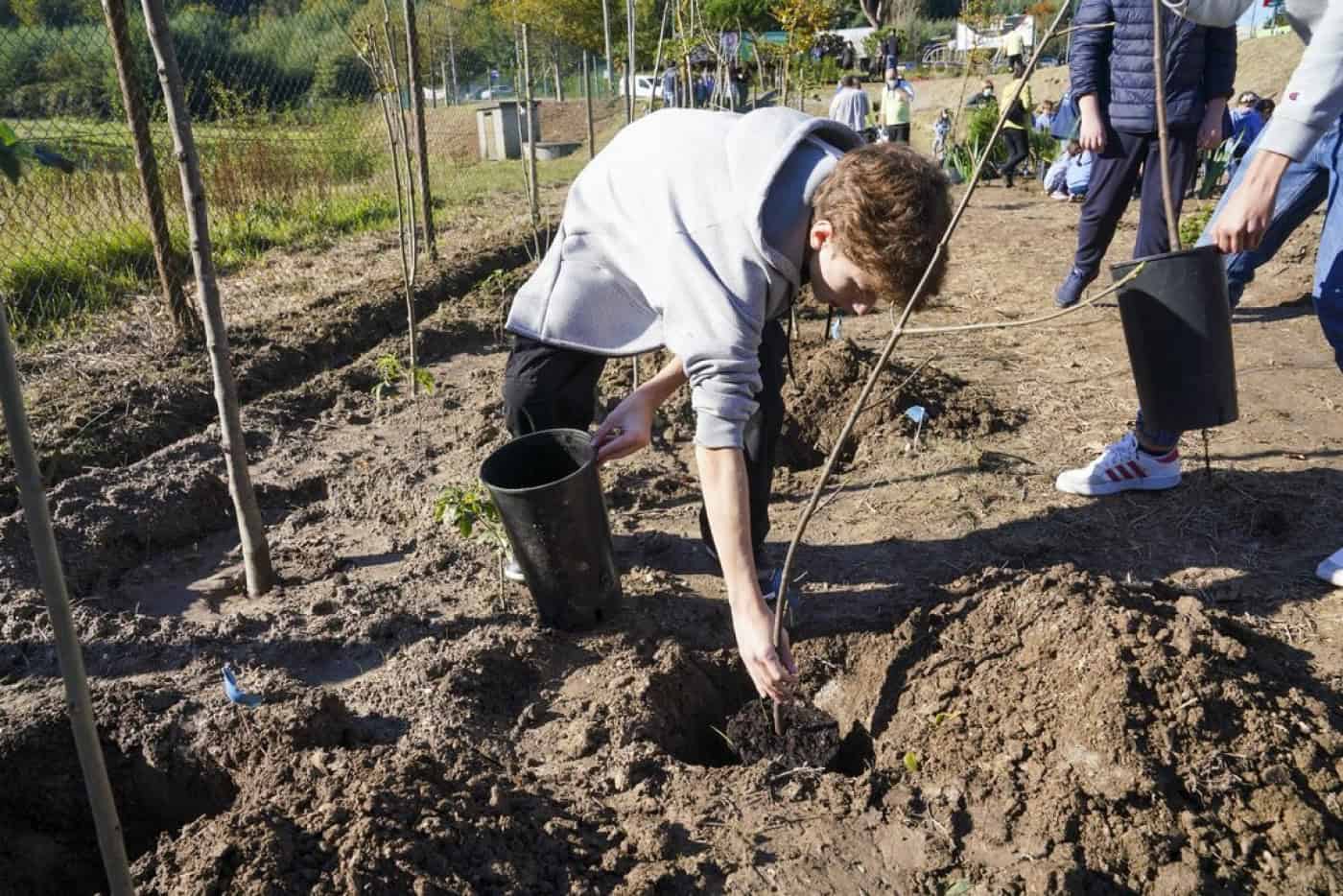 Guimarães. 1.250 árvores autóctones vão ser plantadas na Pedra Fina
