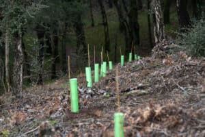 Braga vai plantar 10 mil árvores autóctones para proteger encosta da Falperra&nbsp;&nbsp;