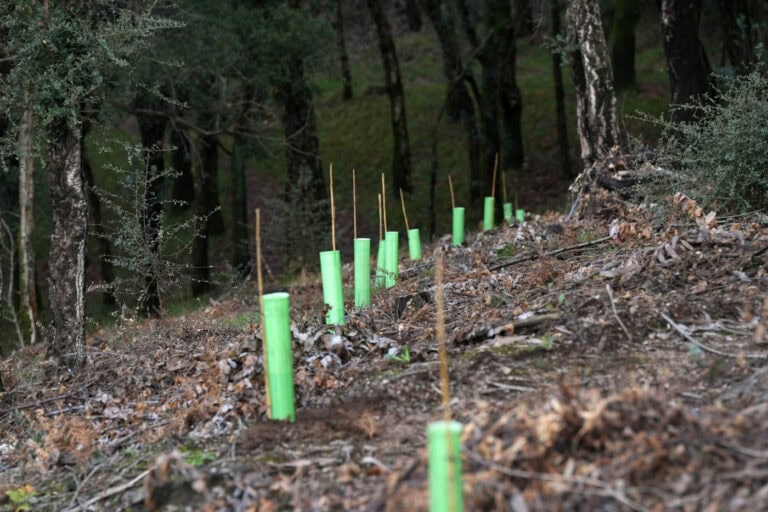 Braga vai plantar 10 mil árvores autóctones para proteger encosta da Falperra