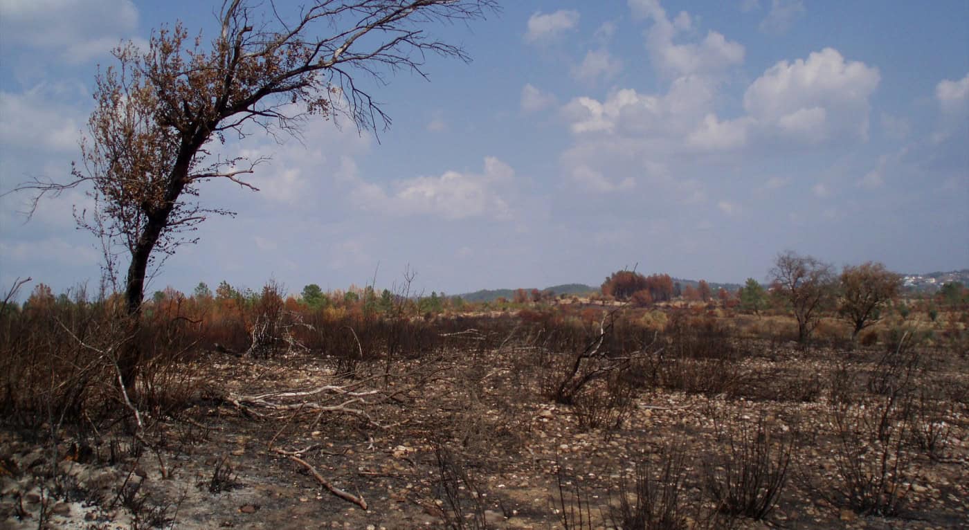 Governo investe 52 milhões de euros na prevenção de incêndios rurais