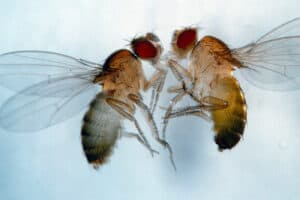 Estudo sugere que moscas têm capacidade de brincar&nbsp;