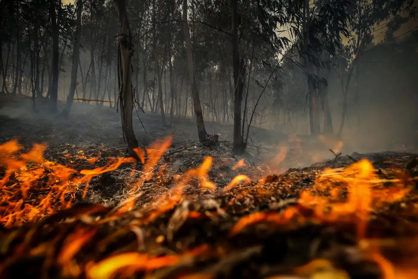 Área que ardeu em 2024 foi a maior dos últimos seis anos