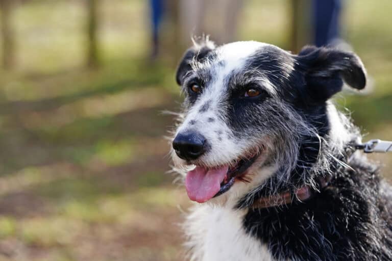 Município de Braga doa quatro toneladas de ração para animais errantes&nbsp;&nbsp;