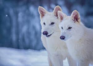 Cientistas revivem lobo gigante de “A Guerra dos Tronos” extinto há 13 mil anos