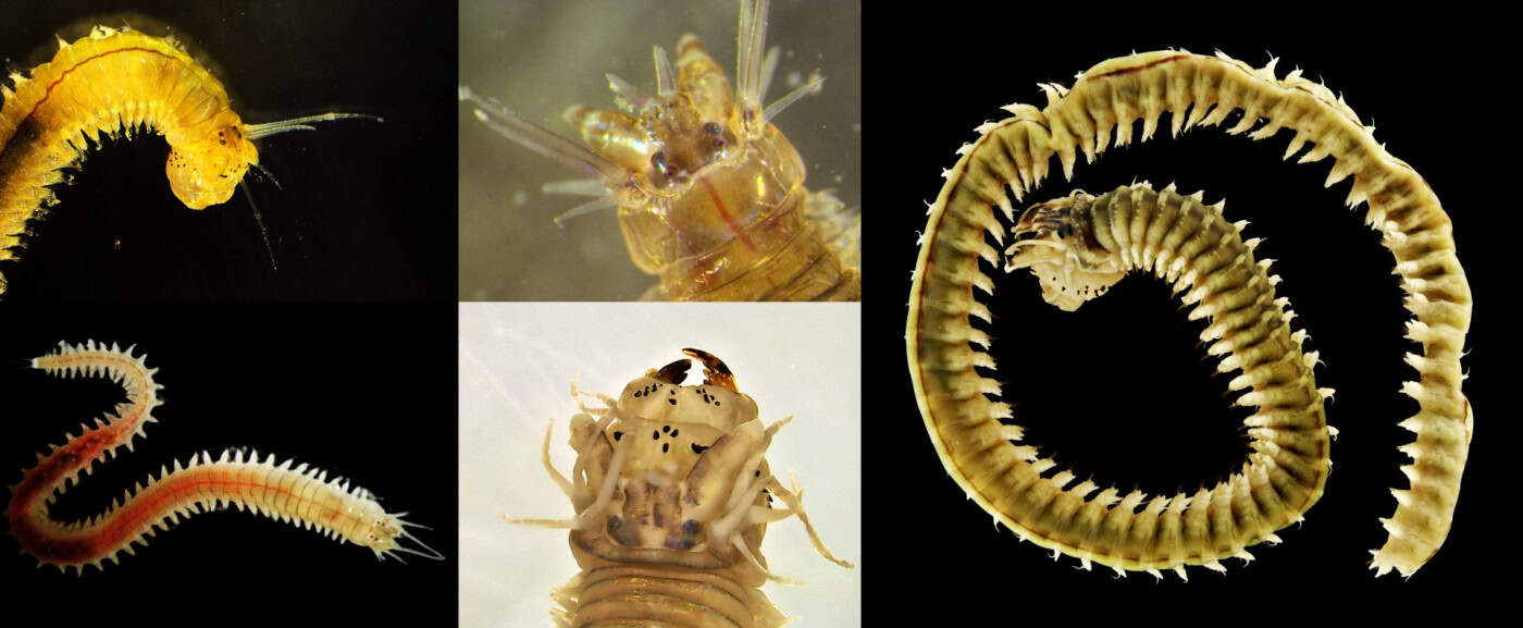 Equipa internacional coordenada pela UMinho descobre 13 espécies de “minhocas marinhas”