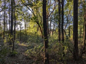 GNR sinalizou mais de 10 mil terrenos por falta de limpeza. Distrito de Braga com 652 casos