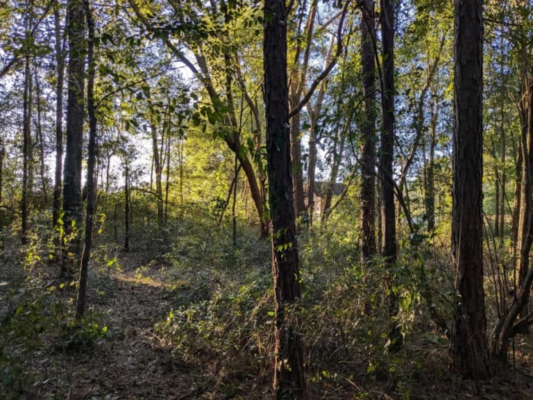 GNR sinalizou mais de 10 mil terrenos por falta de limpeza. Distrito de Braga com 652 casos