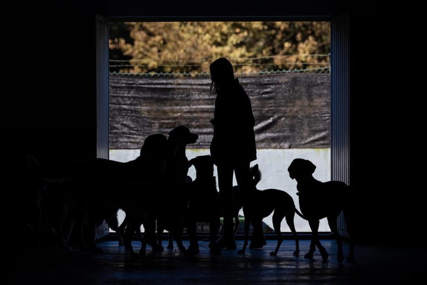 FMUP estuda fadiga de compaixão em cuidadores informais de animais de rua