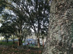 Famílias de S. Gregório terão habitações modulares dentro de um ano