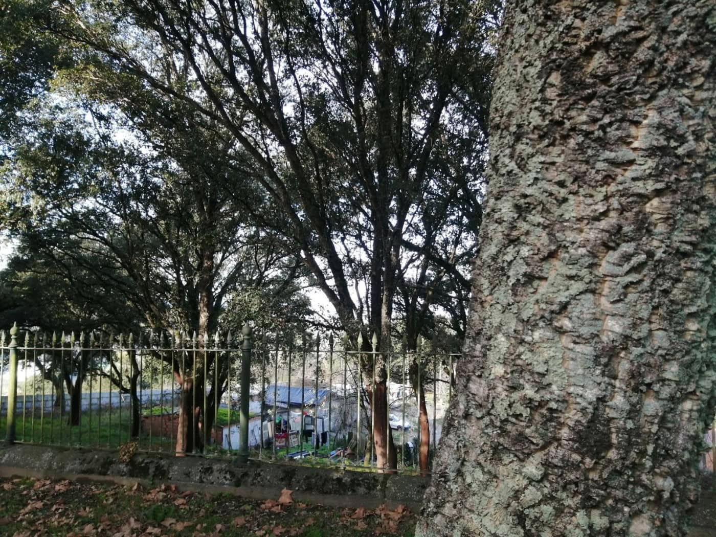 Famílias de S. Gregório terão habitações modulares dentro de um ano