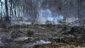 Quase 60.000 hectares de área ardida este ano e 15.000 desde domingo