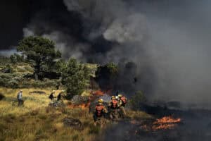 Fogos consumiram este ano cerca de 75.000 hectares