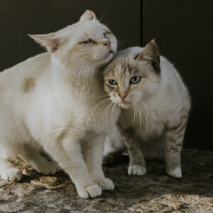 Associação Saquetas de Rua acusa Ordem dos Médicos Veterinários de "tentativa de boicote" aos CRO