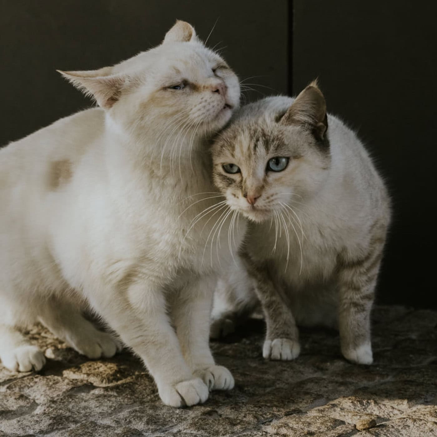 Associação Saquetas de Rua acusa Ordem dos Médicos Veterinários de "tentativa de boicote" aos CRO