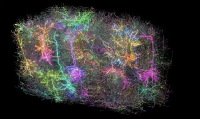 Neurocientistas revelam primeiro mapa cerebral completo durante tomada de decisão